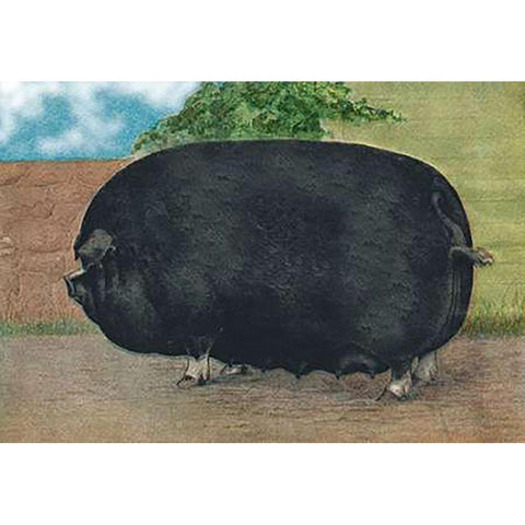 Pigs and Pork: Champion Sow Black Modern Wood Framed Art Print with Double Matting by Advertisement