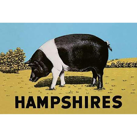 Pigs and Pork: Hampshires Black Modern Wood Framed Art Print with Double Matting by Advertisement