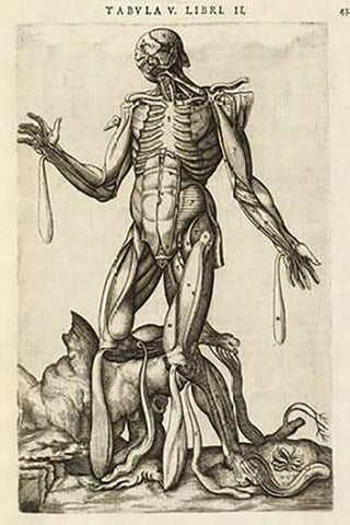 Male figure with muscles and skeleton Black Ornate Wood Framed Art Print with Double Matting by Versalius, Andreas