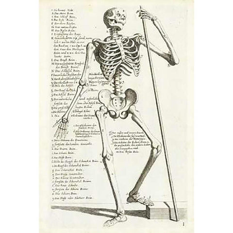 Anatomical diagram showing human skeleton, front view, with legends Black Modern Wood Framed Art Print by Bollmann, Hieronymus