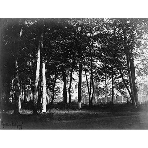Fontainebleau, 1849 - Study of Trees and Pathways Black Modern Wood Framed Art Print by Le Gray, Gustave