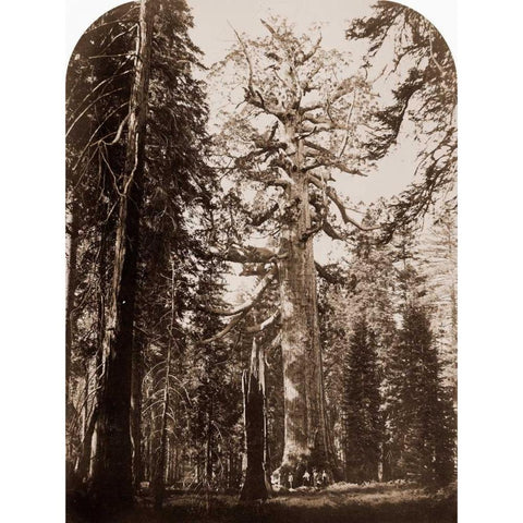 Grizzly Giant - 33 ft. diam. -  Mariposa Grove, Yosemite, California, 1861 Gold Ornate Wood Framed Art Print with Double Matting by Watkins, Carleton