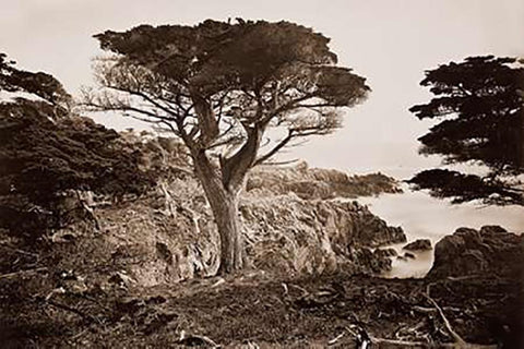 Cypress Point, Monterey, California, about 1880s Black Ornate Wood Framed Art Print with Double Matting by Watkins, Carleton