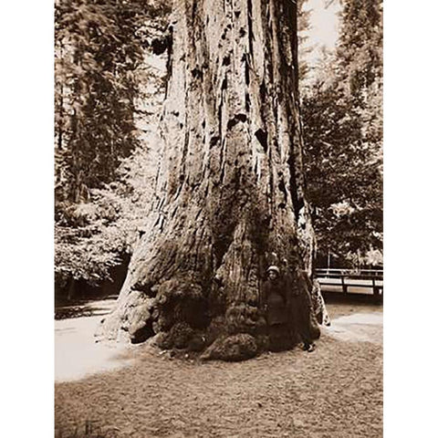 Big Tree Felton (Redwood), Santa Cruz, California, 1880s Gold Ornate Wood Framed Art Print with Double Matting by Watkins, Carleton