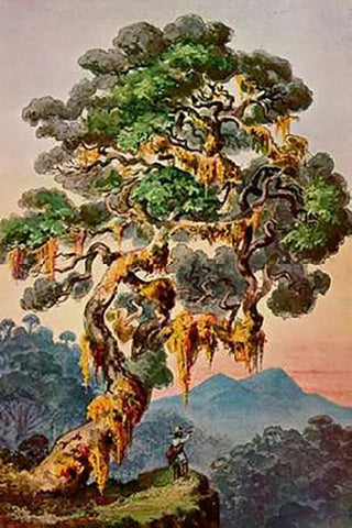 Der Vulkan Merapi auf Sumatra Hochland von Padang Black Ornate Wood Framed Art Print with Double Matting by Haeckel, Ernst