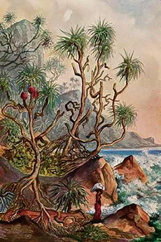 Pandanus bei Matura SMuseumaubenpalmen an der Sudkuste von Ceylon White Modern Wood Framed Art Print with Double Matting by Haeckel, Ernst