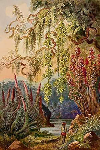 Nillu-Busche und Hangebambusen Hochland von Ceylon White Modern Wood Framed Art Print with Double Matting by Haeckel, Ernst