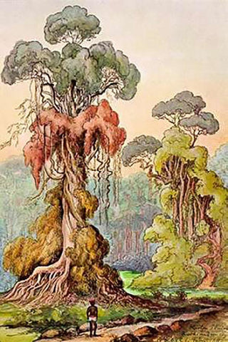 Lianen-Mantel an Saulenbaumen Hochland von Ceylon White Modern Wood Framed Art Print with Double Matting by Haeckel, Ernst