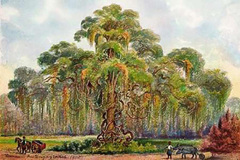 Terminalia auf Java Riesenbaum mit Lianen White Modern Wood Framed Art Print with Double Matting by Haeckel, Ernst