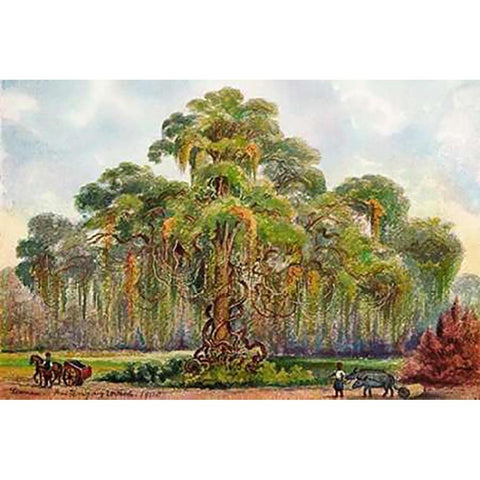 Terminalia auf Java Riesenbaum mit Lianen Black Modern Wood Framed Art Print by Haeckel, Ernst