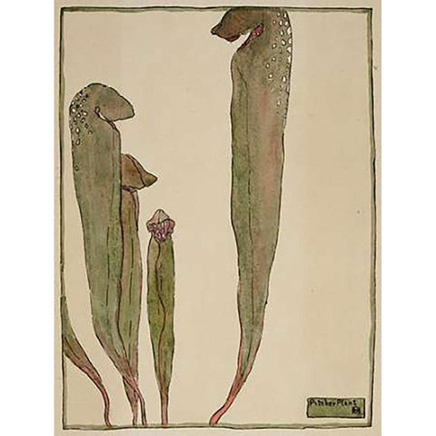 Pitcher Plant Black Modern Wood Framed Art Print with Double Matting by Overbeck, Hannah Borger
