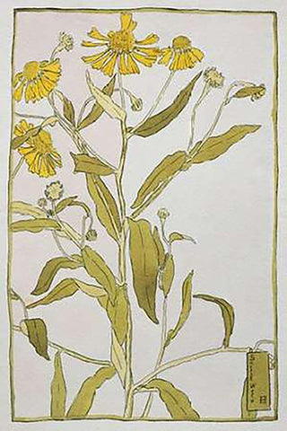 Sneeze Weed Black Ornate Wood Framed Art Print with Double Matting by Overbeck, Hannah Borger