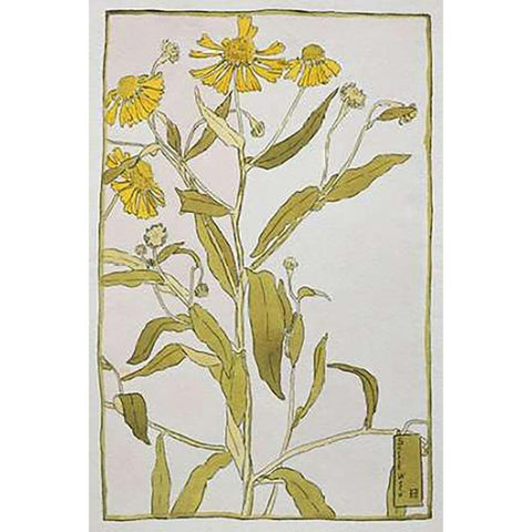 Sneeze Weed White Modern Wood Framed Art Print by Overbeck, Hannah Borger