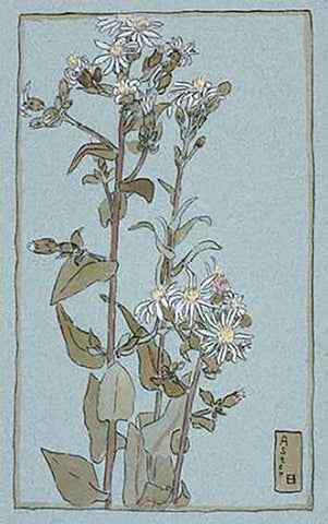 Aster on Green Ground White Modern Wood Framed Art Print with Double Matting by Overbeck, Hannah Borger