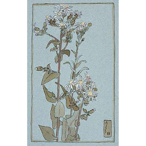 Aster on Green Ground Black Modern Wood Framed Art Print with Double Matting by Overbeck, Hannah Borger