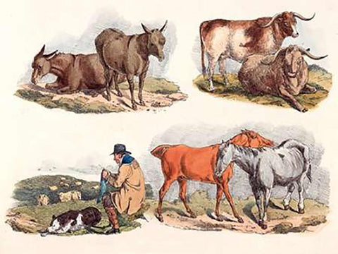 Knitting Shepherd, 1817 White Modern Wood Framed Art Print with Double Matting by Alken, Henry Thomas