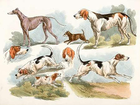 Hunting Dogs, 1817 Black Ornate Wood Framed Art Print with Double Matting by Alken, Henry Thomas