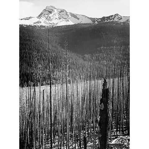 Burned Area, Glacier National Park, Montana - National Parks and Monuments, 1941 White Modern Wood Framed Art Print by Adams, Ansel