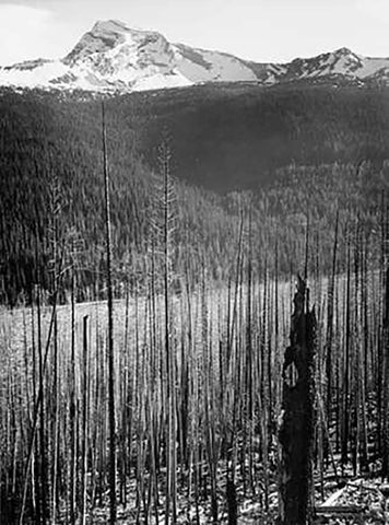 Burned Area, Glacier National Park, Montana - National Parks and Monuments, 1941 Black Ornate Wood Framed Art Print with Double Matting by Adams, Ansel