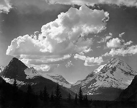 Trees in Glacier National Park, Montana - National Parks and Monuments, 1941 White Modern Wood Framed Art Print with Double Matting by Adams, Ansel