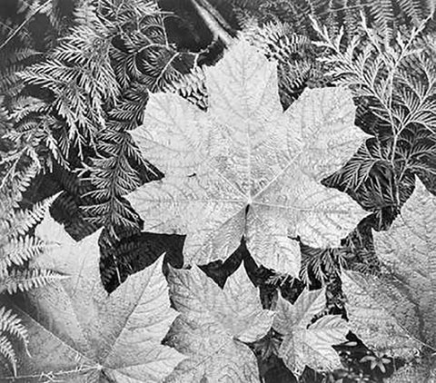 Leaves, Glacier National Park, Montana - National Parks and Monuments, 1941 Black Ornate Wood Framed Art Print with Double Matting by Adams, Ansel