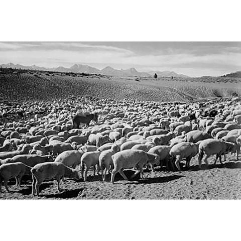 Flock in Owens Valley - National Parks and Monuments, 1941 White Modern Wood Framed Art Print by Adams, Ansel