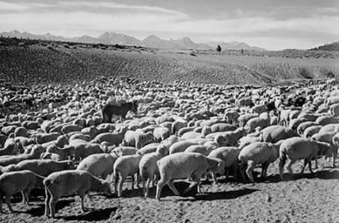 Flock in Owens Valley - National Parks and Monuments, 1941 White Modern Wood Framed Art Print with Double Matting by Adams, Ansel