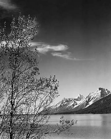 View of mountains with tree in foreground, Grand Teton National Park, Wyoming, 1941 White Modern Wood Framed Art Print with Double Matting by Adams, Ansel