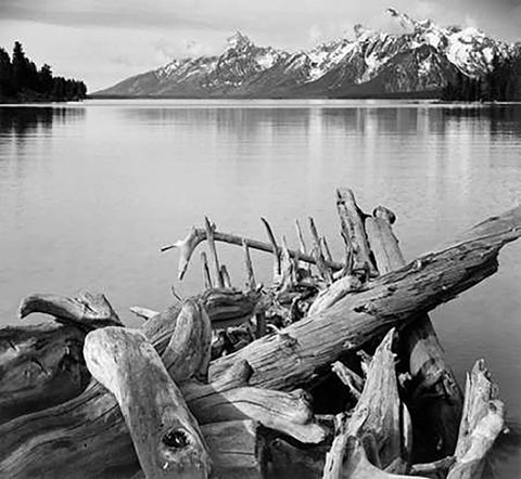 Driftwood on shore of Jackson Lake, with Teton Range in background, Grand Teton National Park, Wyomi Black Ornate Wood Framed Art Print with Double Matting by Adams, Ansel