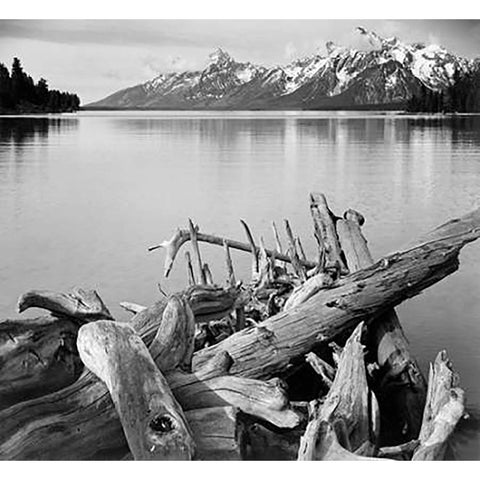 Driftwood on shore of Jackson Lake, with Teton Range in background, Grand Teton National Park, Wyomi Gold Ornate Wood Framed Art Print with Double Matting by Adams, Ansel