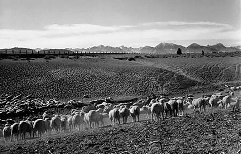 Flock in Owens Valley, California, 1941 Black Ornate Wood Framed Art Print with Double Matting by Adams, Ansel