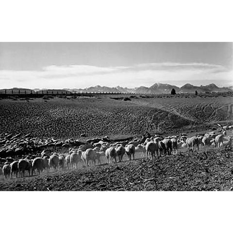 Flock in Owens Valley, California, 1941 White Modern Wood Framed Art Print by Adams, Ansel