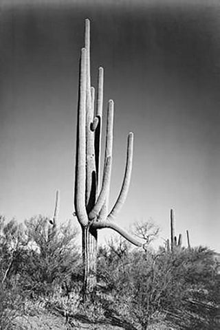 Full view of cactus and surrounding shrubs, In Saguaro National Monument, Arizona, ca. 1941-1942 White Modern Wood Framed Art Print with Double Matting by Adams, Ansel