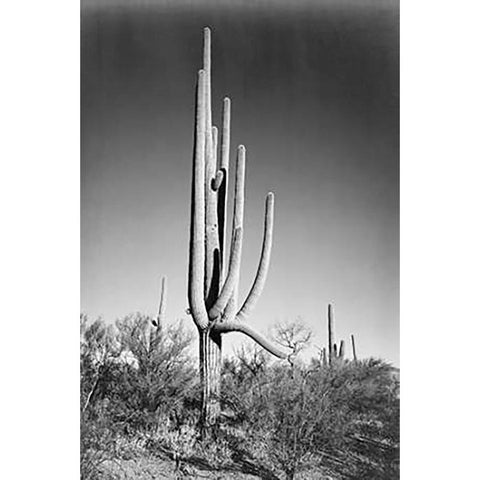 Full view of cactus and surrounding shrubs, In Saguaro National Monument, Arizona, ca. 1941-1942 Black Modern Wood Framed Art Print by Adams, Ansel