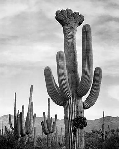 Full view of cactus with others surrounding, Saguaros, Saguaro National Monument, Arizona, ca. 1941- White Modern Wood Framed Art Print with Double Matting by Adams, Ansel