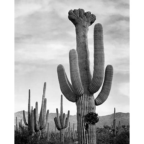 Full view of cactus with others surrounding, Saguaros, Saguaro National Monument, Arizona, ca. 1941- White Modern Wood Framed Art Print by Adams, Ansel