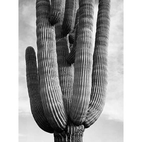 Detail of cactus Saguaros, Saguro National Monument, Arizona, ca. 1941-1942 Gold Ornate Wood Framed Art Print with Double Matting by Adams, Ansel