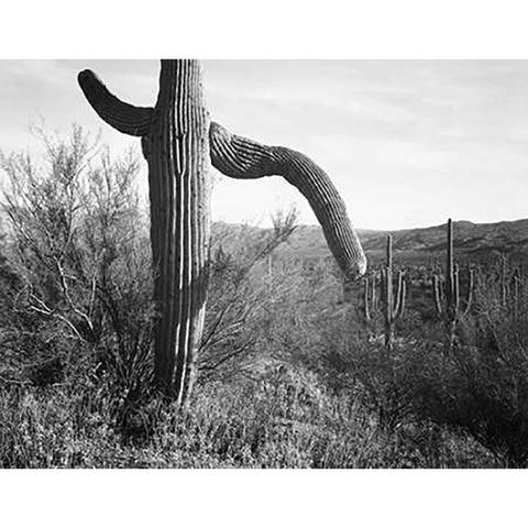 Cactus at left and surroundings, Saguaro National Monument, Arizona, ca. 1941-1942 White Modern Wood Framed Art Print by Adams, Ansel