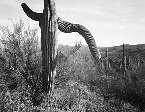 Cactus at left and surroundings, Saguaro National Monument, Arizona, ca. 1941-1942 Black Ornate Wood Framed Art Print with Double Matting by Adams, Ansel