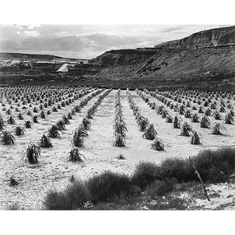 Looking across rows of corn, cliff in background, Corn Field, Indian Farm near Tuba City, Arizona, i Gold Ornate Wood Framed Art Print with Double Matting by Adams, Ansel