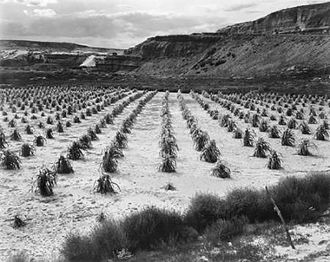 Looking across rows of corn, cliff in background, Corn Field, Indian Farm near Tuba City, Arizona, i White Modern Wood Framed Art Print with Double Matting by Adams, Ansel