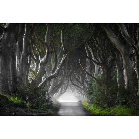 Dark Hedges Black Modern Wood Framed Art Print with Double Matting by Molteni, Nicola