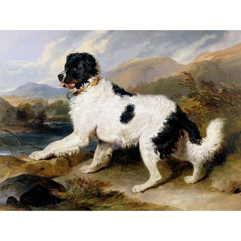 A Newfoundland Dog White Modern Wood Framed Art Print by Landseer, Sir Edwin Henry