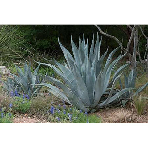 Agave and Bluebonnets at the Lady Bird Johnson Wildflower Center, near Austin, TX White Modern Wood Framed Art Print by Highsmith, Carol