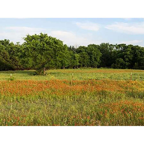 A field of wildflowers near the town of Trenton in Fannin County in Northeast Texas Black Modern Wood Framed Art Print with Double Matting by Highsmith, Carol