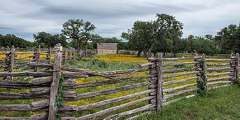 Vivid field of wildflowers in the Lyndon B. Johnson National Historical Park in Johnson City, TX Black Ornate Wood Framed Art Print with Double Matting by Highsmith, Carol