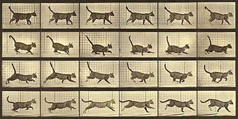 Motion Study: Running Cat White Modern Wood Framed Art Print with Double Matting by Muybridge, Eadweard