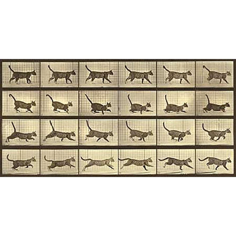 Motion Study: Running Cat Black Modern Wood Framed Art Print by Muybridge, Eadweard