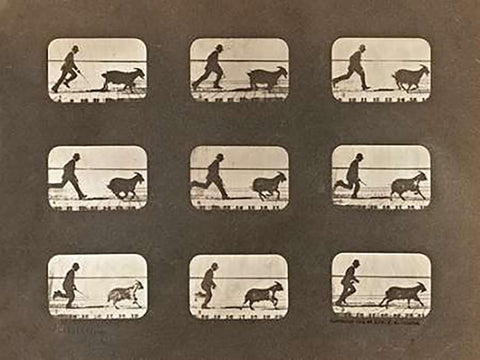Motion Study: Man Chasing A Goat White Modern Wood Framed Art Print with Double Matting by Muybridge, Eadweard