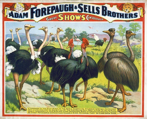 Adam Forepaugh and Sells Brothers Giant Birds White Modern Wood Framed Art Print with Double Matting by Hollywood Photo Archive